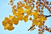 Ginkgo Flower Seeds – Heirloom Non-GMO Medicinal Tree Seeds for Ornamental Garden Landscapes