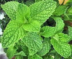 Mentha Piperita Vegetable Seeds for Planting, heirloom & Non-GMO Seeds