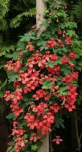 Heirloom Scottish Flame Flower Seeds for Planting, Non-GMO