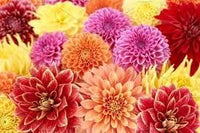 Marigold Flower Seeds for Planting ,Heirloom Seeds -100 - Flower for planting in home garden