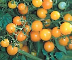 Gold Rush Vegetable Seeds for Planting - 100 pcs