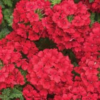 Heirloom Non-GMO Verbena Flower Seeds for Garden Planting – Colorful Blooms