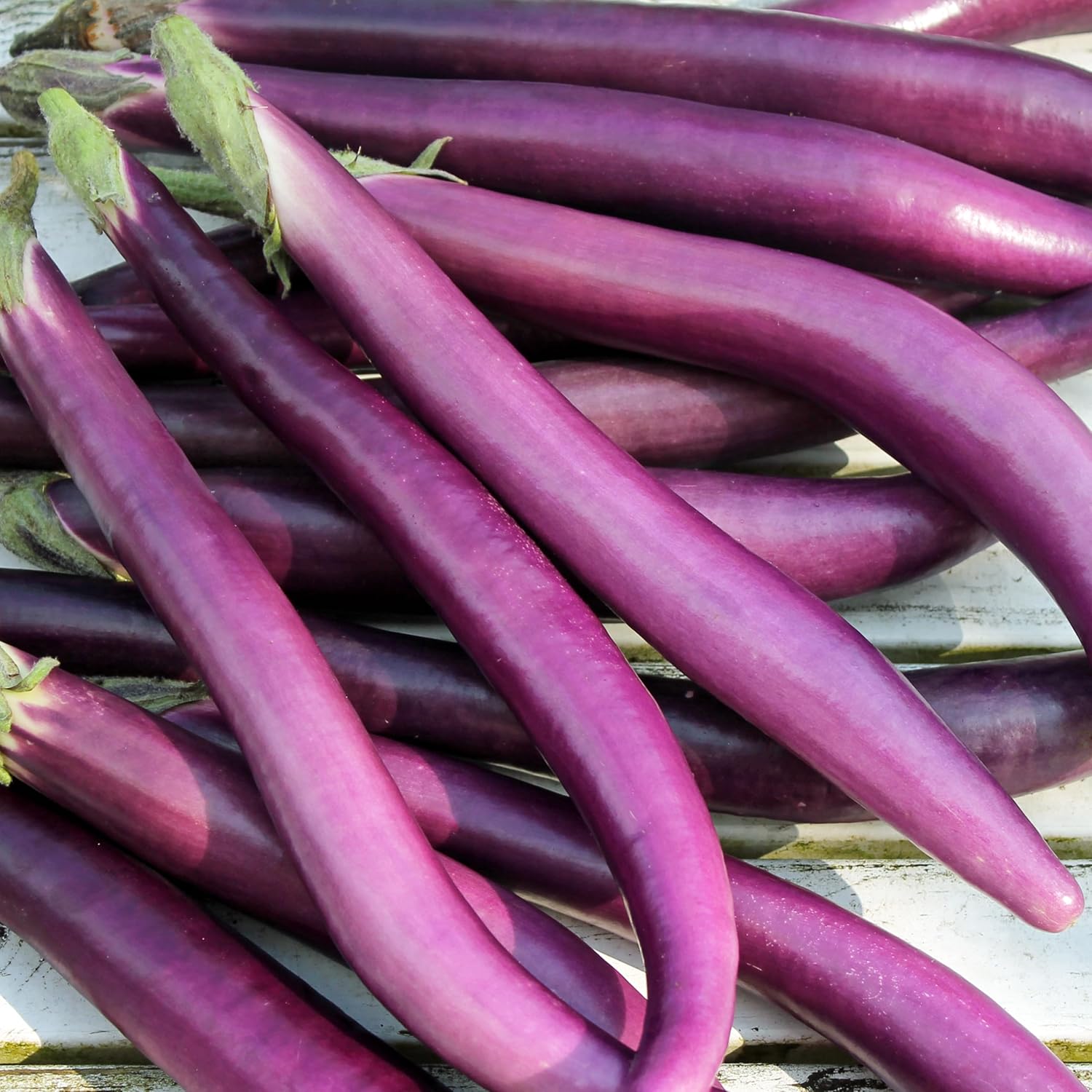 Aubergine Solanum melongena seeds for garden planting