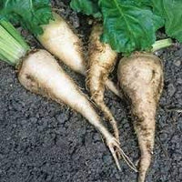 Sugar Beet Plant Seeds for Planting - Cultivating Sweet and Nutrient-Dense Root Vegetables