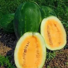 Star Fruit Seeds for Exotic and Shiny Tropical Fruits 100 pcs