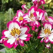 Heirloom Schizanthus Flower Seeds, Non-GMO, Butterfly Blooms for Colorful Garden Displays for planting in home garden