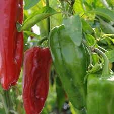 Marconi Pepper Capsicum annuum seeds for garden planting