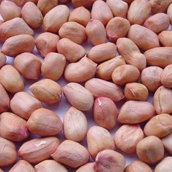 Peanut Seeds for Home Garden, 100 pcs