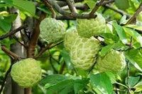 Exotic Annona Squamosa Seeds for Tropical Fruit Lovers 100 pcs