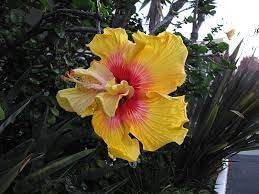 Hibiscus Flower Seeds for Planting – Tropical Blooms, Heirloom, Non-GMO, Flower Seeds