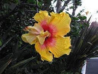 Hibiscus Flower Seeds for Planting – Tropical Blooms, Heirloom, Non-GMO, Flower Seeds