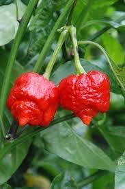 Trinidad Hot Pepper Capsicum chinense seeds for garden planting