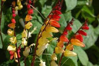 Heirloom Mina Lobata Plant Seeds for Garden Planting, Non-GMO, Exotic Climbing Blooms for Trellises