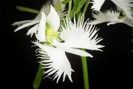 Egret Orchid Flower Seeds for Planting 100 -Hierloom Flower Seeds - Orchid for planting in home garden