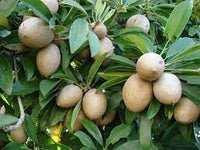 Manilkara Zapota Fruit Seeds for Planting - Growing Tropical Sapodilla Trees at Home Garden
