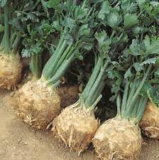 Celeriac Vegetable Seeds for Planting, 100 pcs