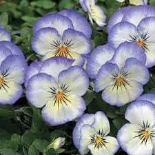 Heirloom Pansy Heartsease Flower Seeds for Planting, Non-GMO
