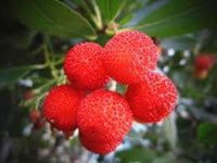 Yangmei Fruit Seeds for Planting - Unique and Sweet Asian Fruits, Heirloom Seeds for Home Garden