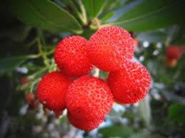Yangmei Myrica rubra seeds for exotic fruit garden