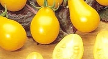 Pear Tomato Seeds for Planting - 100 pcs