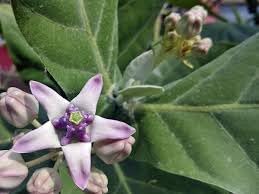 Calotropis (Calotropis scientific name) for planting in garden
