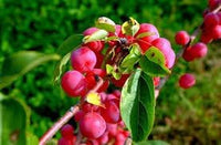Heirloom Coralberry Shrub Flower Seeds – Non-GMO Seeds for Ornamental Garden Planting