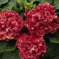 Double Pelleted Petunia Seeds for Planting - Heirloom, NON-GMO Flower Seeds - Easy to Grow - Pelleted for planting in home garden