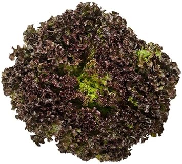 Black Lettuce Seeds for Planting - 10 pcs