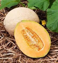 50pcs Jumbo Cantaloupe Fruit Seeds - Grow Giant, Juicy Cantaloupes in Your Garden 100 pcs