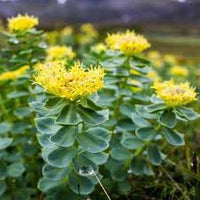 Rhodiola Rosea Flower Seeds for Planting – Non-GMO, Heirloom Medicinal Herb Seeds
