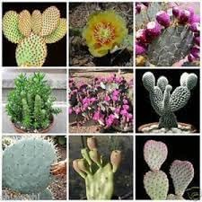 Heirloom Samen Kakteen Plant Seeds, Non-GMO, Rare Cactus Variety for Indoor or Desert Gardens for planting in home garden