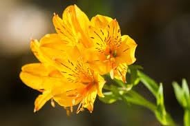 Heirloom Non-GMO Alstroemeria Flower Seeds for Planting – Vibrant Peruvian Lily Blooms