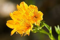 Heirloom Non-GMO Alstroemeria Flower Seeds for Planting – Vibrant Peruvian Lily Blooms