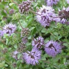 Pennyroyal Plant Seeds Heirloom Non GMO Planting - 100 for planting in home garden