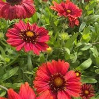 Heirloom Non-GMO Gaillardia Aristata Flower Seeds for Planting – Long-Blooming Perennial Wildflowers