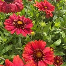 Heirloom Non-GMO Gaillardia Aristata Flower Seeds for Planting – Long-Blooming Perennial Wildflowers
