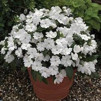 Heirloom Non-GMO Impatiens Flower Seeds for Planting – Shade-Loving Blooms for Vibrant Garden Beds - Non-GMO for planting in home garden