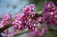 Heirloom Non-GMO Pink Cercis Flower Seeds for Ornamental Garden Planting