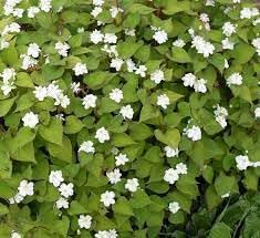 Heirloom Houttuynia Flower Seeds, Non-GMO Ornamental and Medicinal Blooms for Garden Planting