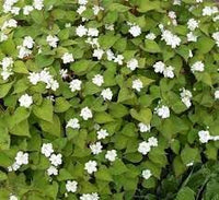 Heirloom Houttuynia Flower Seeds, Non-GMO Ornamental and Medicinal Blooms for Garden Planting