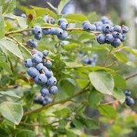 Berry Blue Haskap Fruit Seeds - High-Yielding, Cold-Hardy, Non-GMO seeds