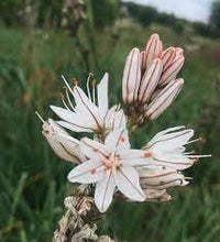 Heirloom Non-GMO Asphodelus Albus Flower Seeds for Planting – Tall Spiky Blooms for Mediterranean Gardens