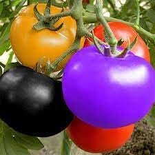 Tomato Solanum lycopersicum seeds for planting in home garden