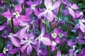 Heirloom Non-GMO Mathiola Longipetala Flower Seeds – Fragrant Night Blooms for Garden Planting