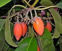 Mimusops Fruit Seed Pack for Growing Tropical, Sweet Fruits 100 pcs