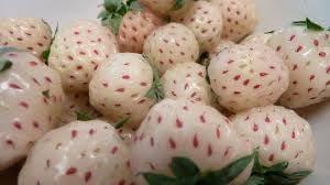 White Strawberry Seeds for Cultivating Rare White Berry Fruits