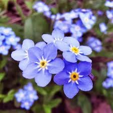 Myosotis Flower Seeds for Planting, Heirloom, Non-GMO, 100 for planting in home garden