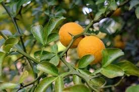 Hardy Bitter Orange Fruit Seeds for Planting - Grow Your Own Tangy and Resilient Fruit Tree