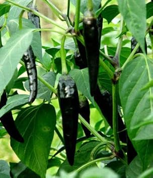 Black Pepper Vegetable Seeds for Planting – Non-GMO, Heirloom Spice Seeds