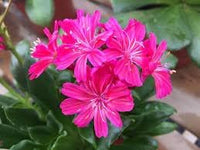 Heirloom Non-GMO Lewisia Flower Seeds for Planting – Drought-Tolerant Rock Garden Blooms